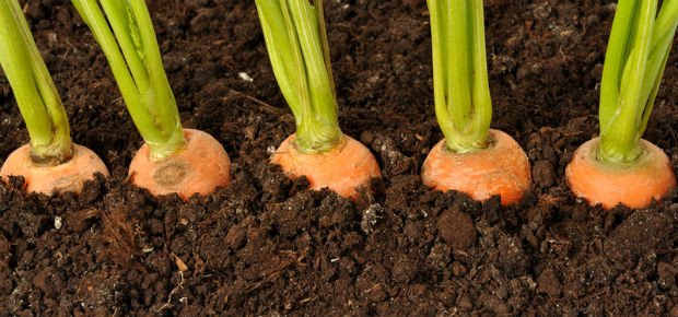 Чем подкармливать морковь для хорошего урожая 