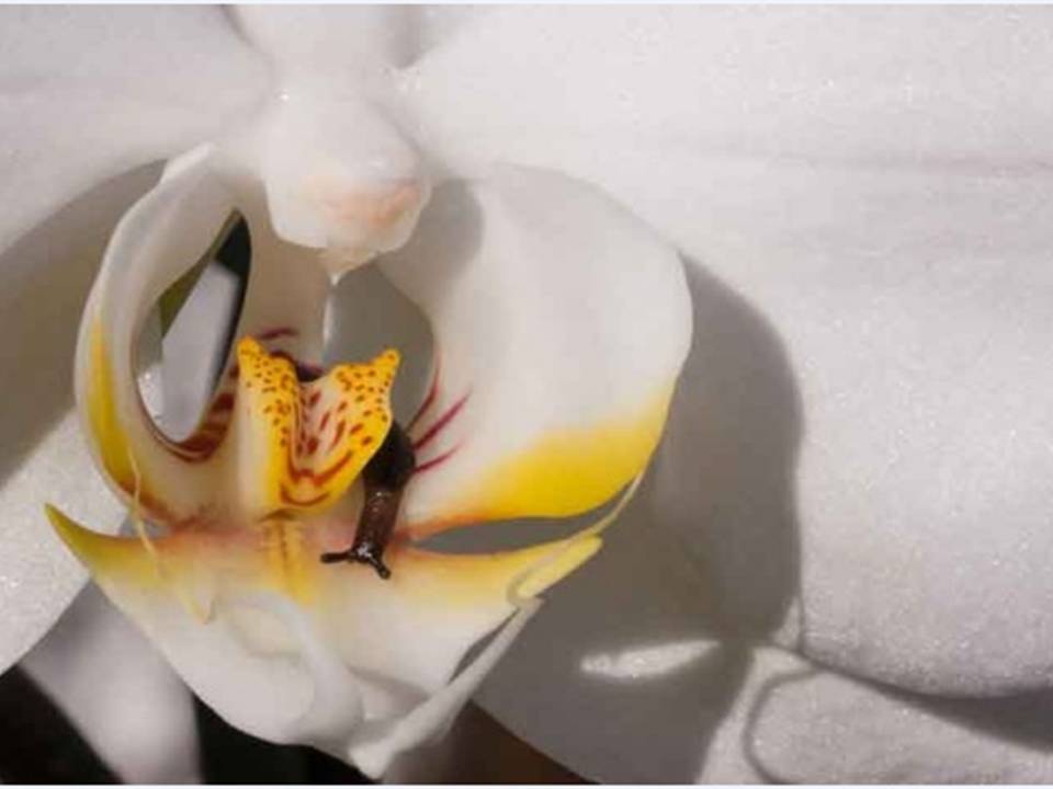 Почему у орхидеи вянут листья 