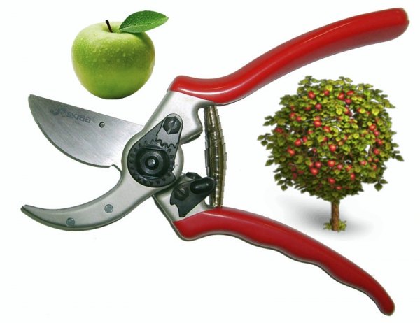 Когда и как обрезать яблоню весной 