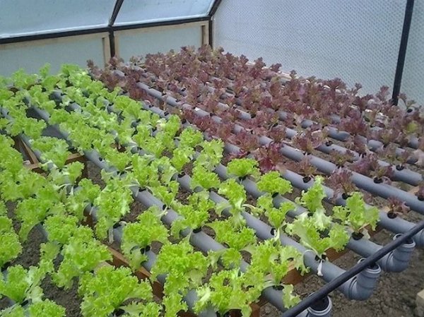 Выращивание салата зимой в теплице 