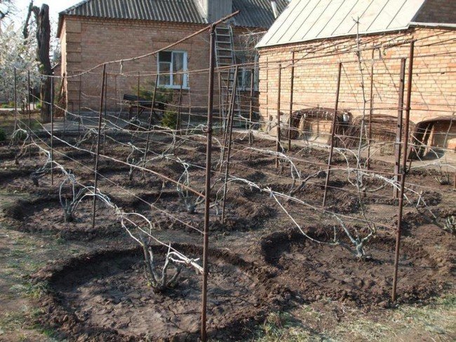 Укрытие винограда на зиму на Урале 