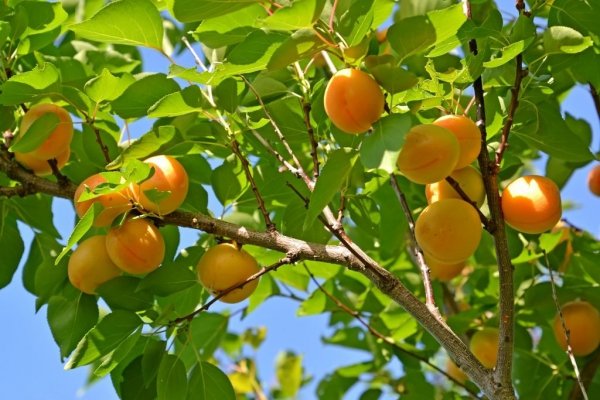 Обрезка деревьев весной видео для начинающих абрикосы