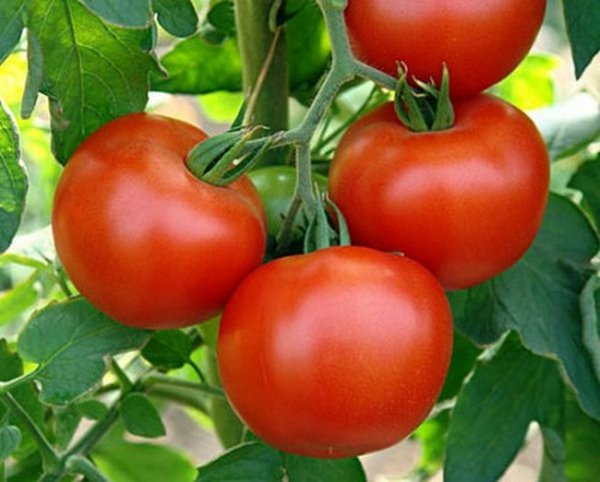 Низкорослые томаты не требующие пасынкования для теплиц 