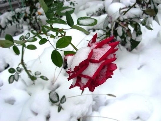 Розы – уход за «королевой цветов» осенью и подготовка к зиме 
