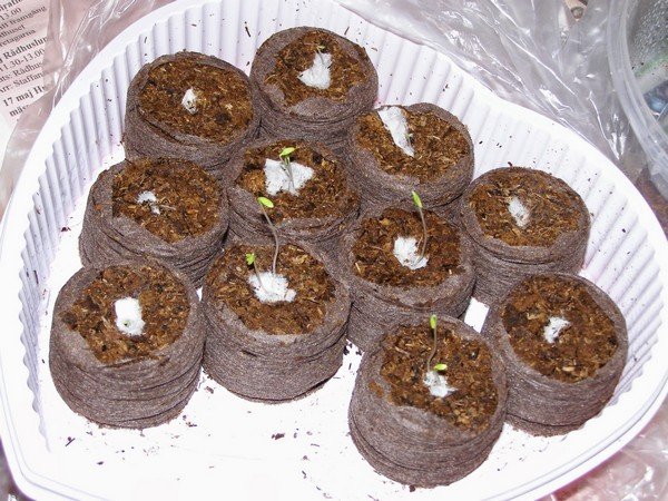Турецкая гвоздика выращивание из семян когда сажать 