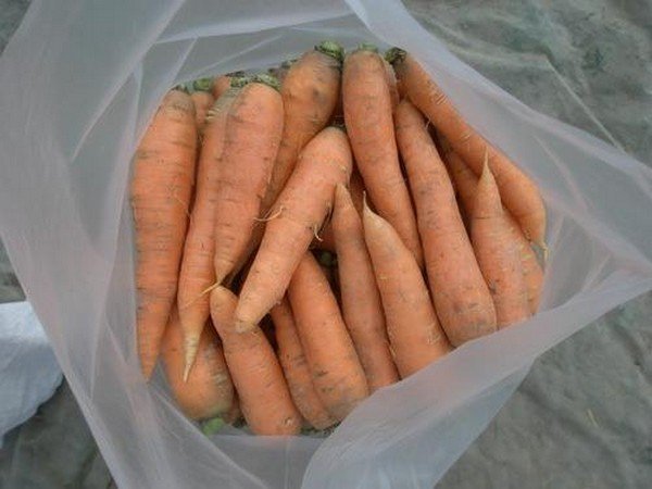 Как сохранить морковь на зиму в подполе? 