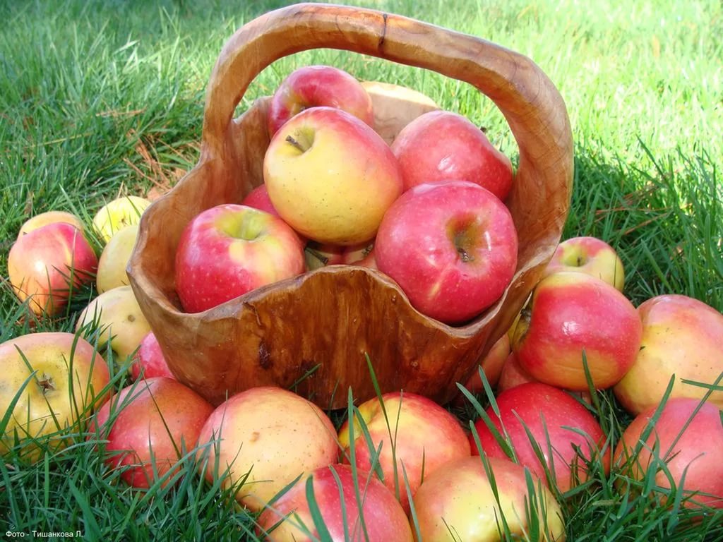 Как правильно делать обрезку яблонь 
