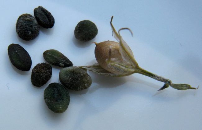 Флокс друммонда выращивание из семян когда сажать 