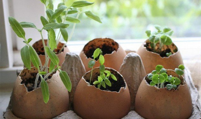 Яичная скорлупа как удобрение для каких растений и огорода 