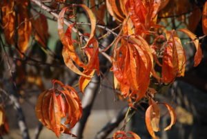 Уход за персиком осенью и подготовка к зиме 