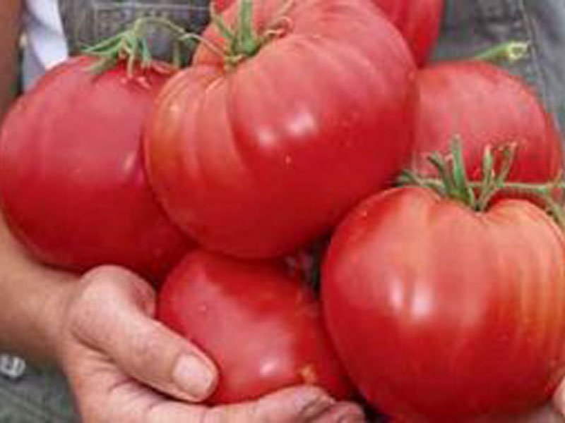 Крупноплодные помидоры (томаты) в теплице. Лучшие сорта томатов для открытого грунта 