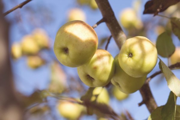 Как сохранить яблоки на зиму свежими