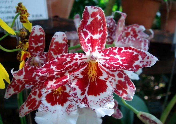 Орхидея камбрия выращивание и уход в домашних условиях