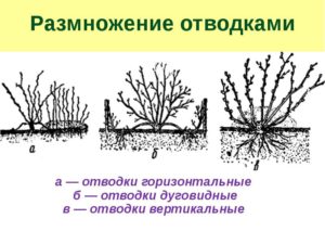 Размножения крыжовника весной, летом и осенью 