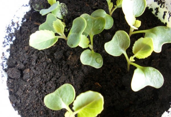 Как вырастить рассаду ранней капусты чтобы она не вытягивалась 