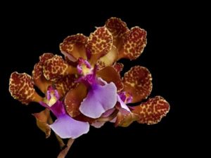 Орхидея Онцидиум: всё об уходе, посадке и размножении 