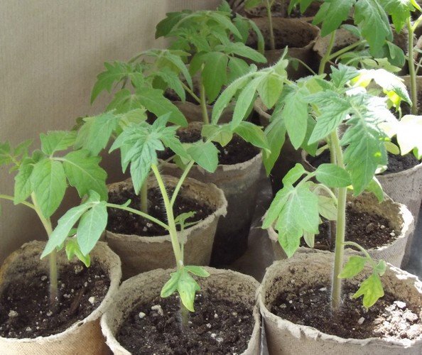 Как вырастить рассаду помидор в домашних условиях? 
