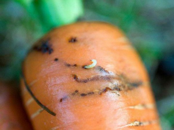 Как бороться с морковной мухой народными средствами 