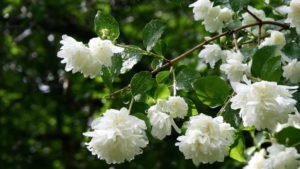 Садовый жасмин (чубушник) – уход осенью и подготовка к зиме