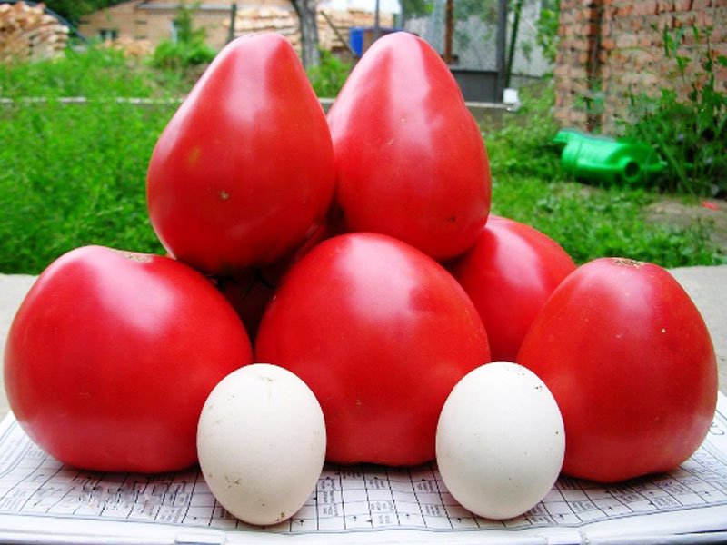 Крупноплодные помидоры (томаты) в теплице. Лучшие сорта томатов для открытого грунта 
