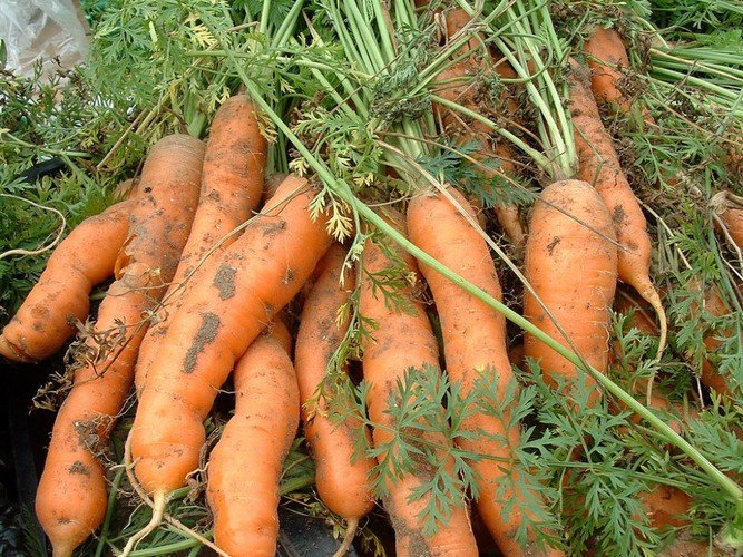 Морковь под зиму посадка, сорта 