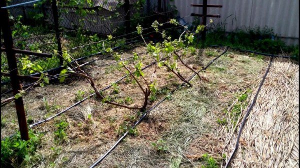 Подвязка винограда весной 