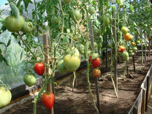 Как подвязывать помидоры в теплице и в открытом грунте 