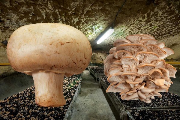 Выращивание грибов в подвале 