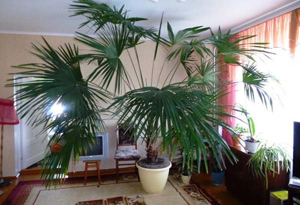Домашние пальмы: каталог видов и названий с фото, правила ухода