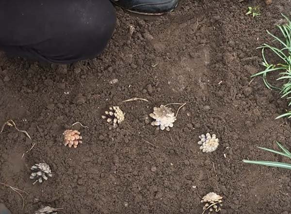 Посадка ранункулюса и уход в открытом грунте, выращивание через семена и клубни 