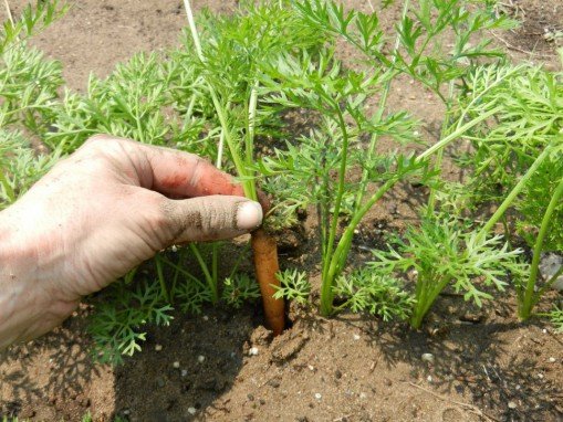 Как правильно прореживать морковь 