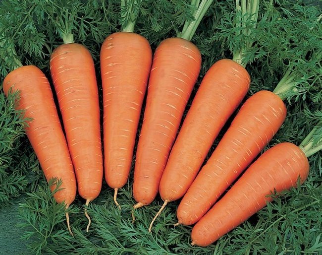 Сорта моркови устойчивые к морковной мухе 