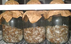 Выращивание мицелий вешенки в домашних условиях 