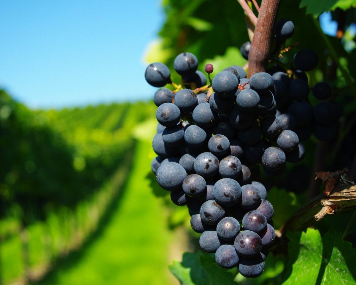 Можно ли пересадить виноград осенью на другое место