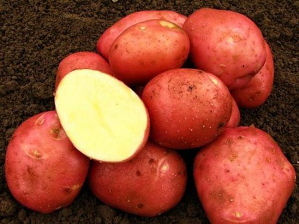 Какие сорта картофеля самые вкусные и урожайные 