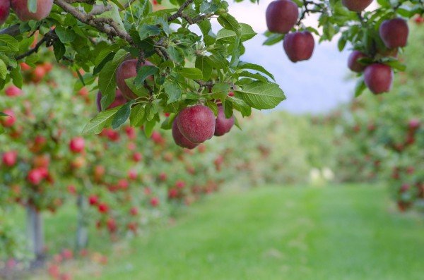 Подкормка и удобрение яблонь весной 