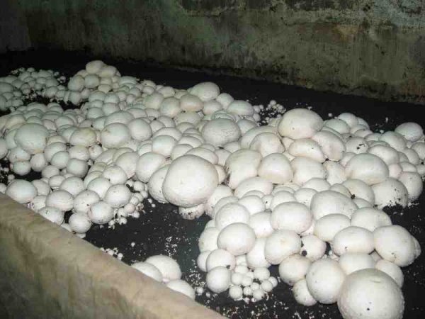 Выращивание грибов в теплице