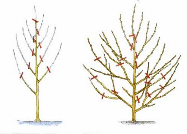 Обрезка деревьев весной видео для начинающих персика 