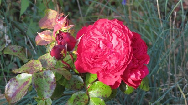 Розы – уход за «королевой цветов» осенью и подготовка к зиме 