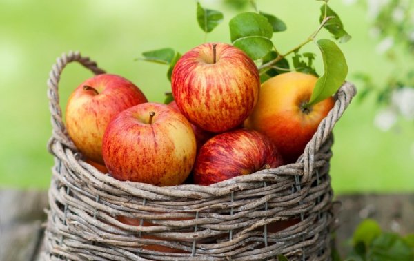 Как сохранить яблоки на зиму свежими 