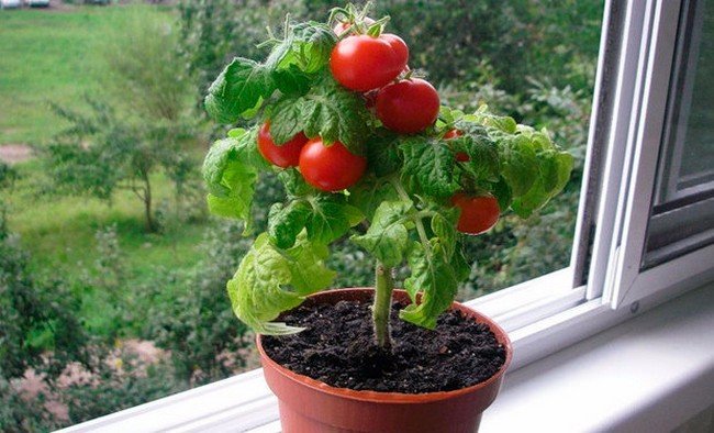 Выращивание помидоров на подоконнике 