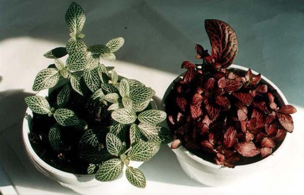 Комнатные тенелюбивые растения: список названий неприхотливых цветов 