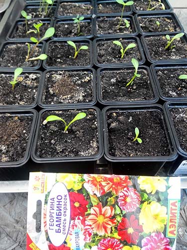 Посадка и выращивание однолетних георгин из семян