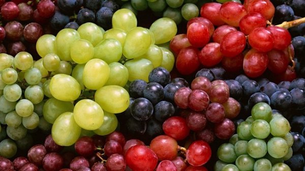 Чем обработать виноград осенью перед укрытием 