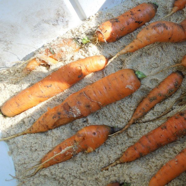 Как сохранить морковь на зиму в подполе? 