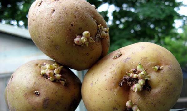 Подготовка картофеля к посадке и его обработка от болезней и вредителей 
