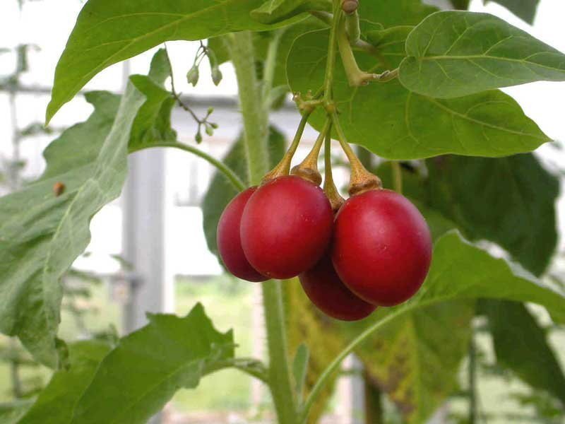 Цифомандра томатное дерево метод выращивания
