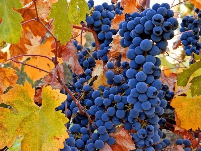 Обработка винограда осенью перед укрытием на зиму 