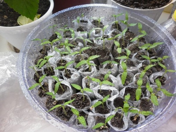 Вырастить рассаду перца в пеленках домашних условиях 