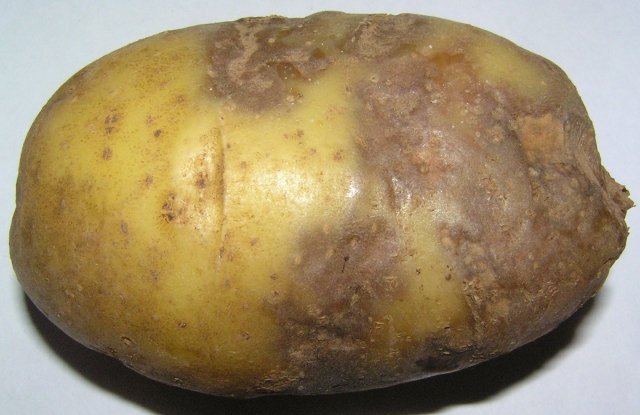 Как избавиться от фитофторы на картофеле 